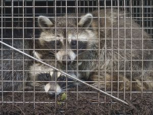 Indianapolis Raccoon Removal and Control