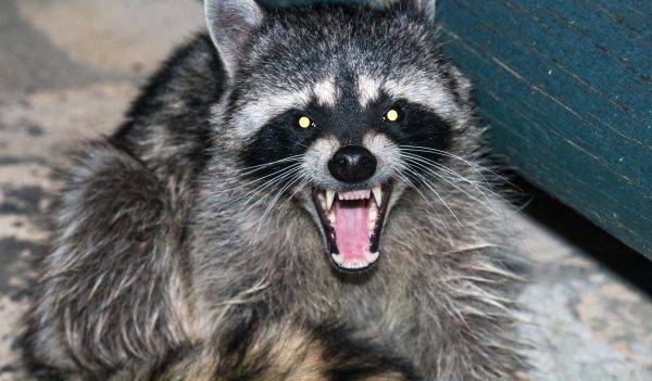 Raccoon Removal and Control 317-535-4605