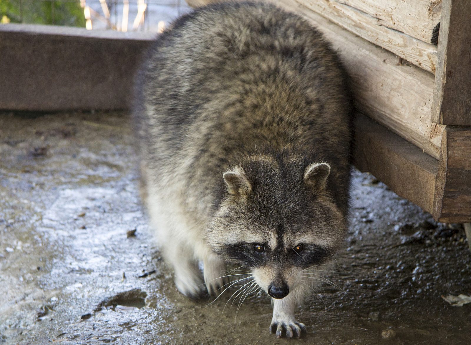 4 Easy Steps to Raccoon Removal Service | Raccoon Removal Indianapolis