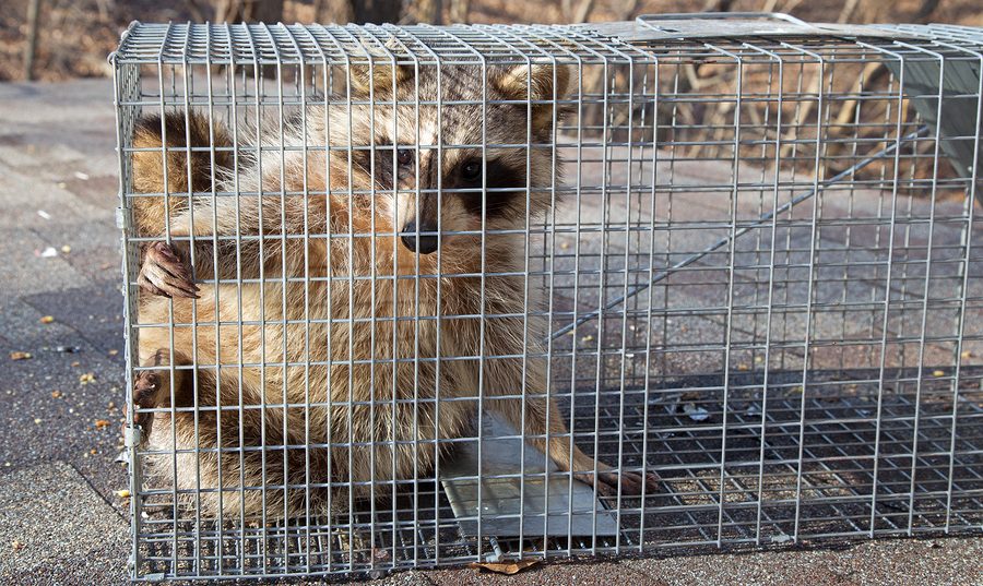 Indiana Raccoon Removal Services