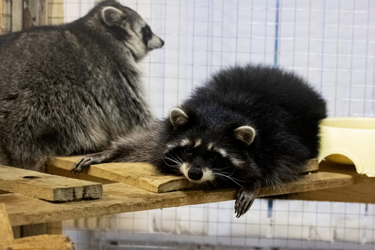 Is it Against the Law to Keep a Pet Raccoon in Indiana? | Raccoon