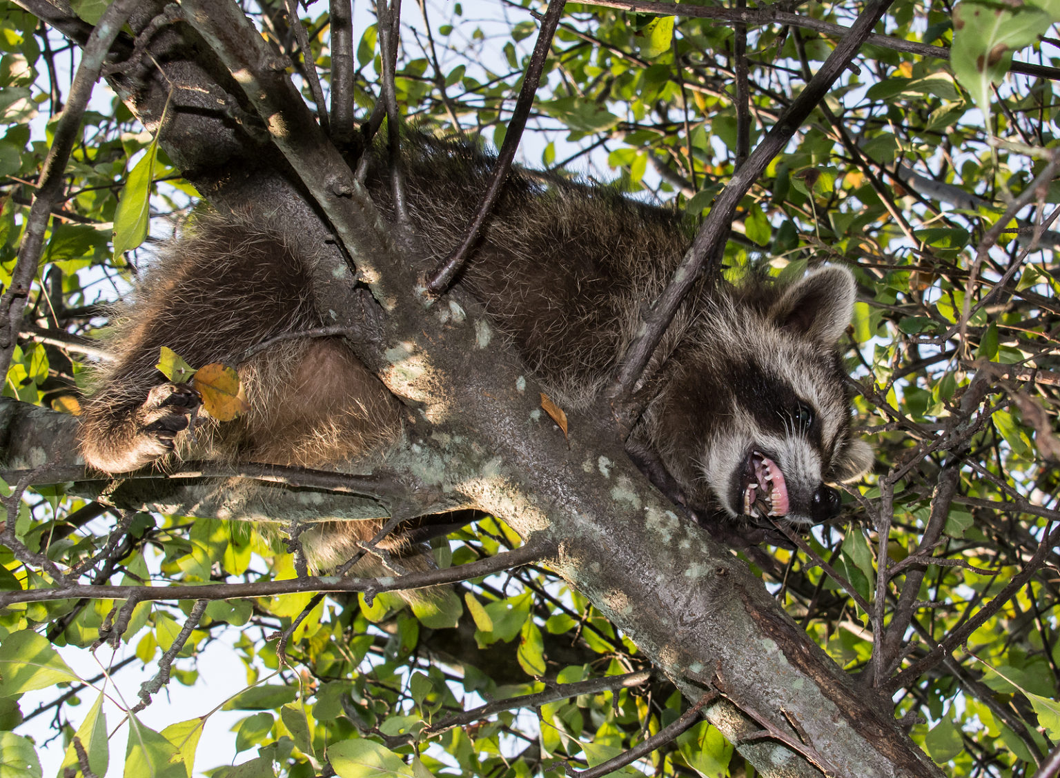 How to Spot the Signs of Rabies in a Raccoon Raccoon Removal Indianapolis
