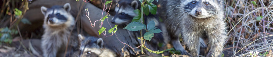 Indianapolis Raccoon Removal and Control 317-535-4605