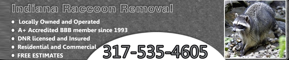 Raccoon Removal Indianapolis