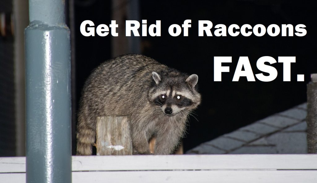 Indianapolis Raccoon Removal and Attic Cleanup 317-535-4605