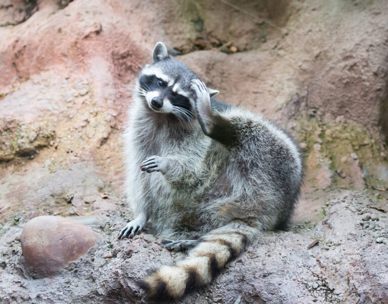 Do Raccoons Carry Fleas? Raccoon Removal Indianapolis