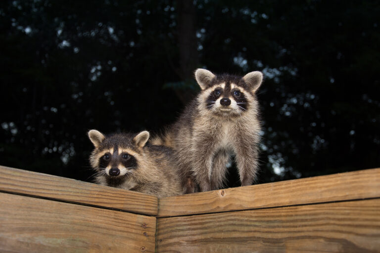 The Safest Way to Get Rid of Raccoons Near Your Home Raccoon Removal