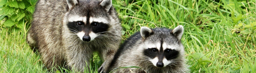 Raccoon Removal Service Indianapolis Indiana 317-535-4605