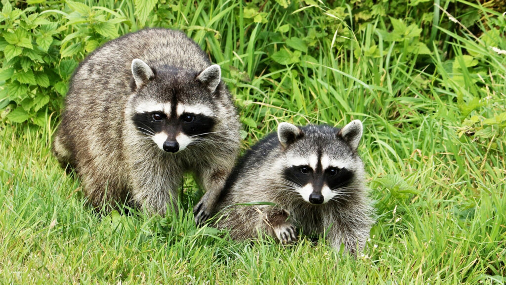 Raccoon Removal Service Indianapolis Indiana 317-535-4605