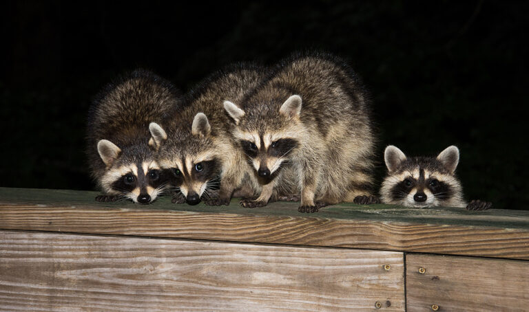 Why Raccoons Are Attracted to Your Property Each Night | Raccoon