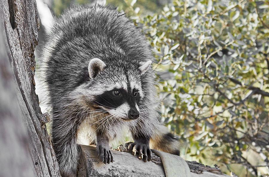 Call 317-535-4605 to Get Rid of Raccoons in Indianapolis.