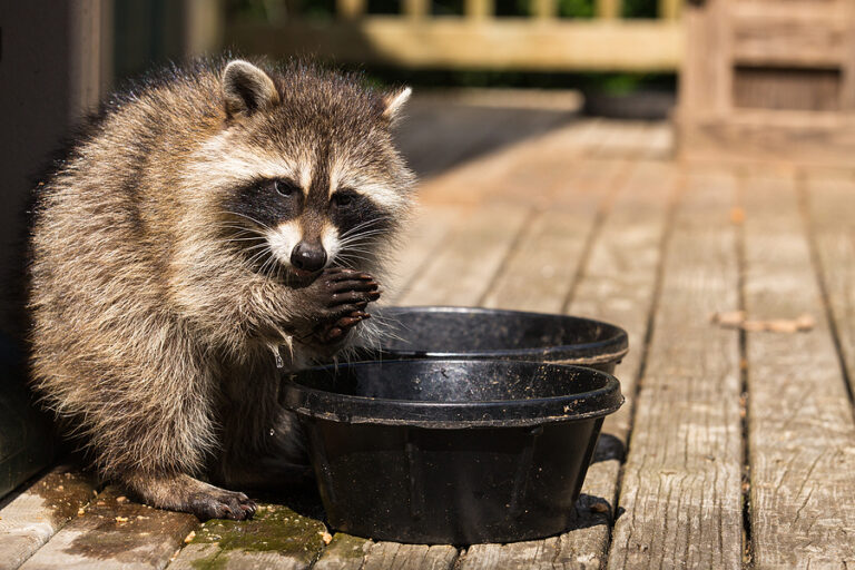 How to Determine if You Have an Infestation of Raccoons in Your Home