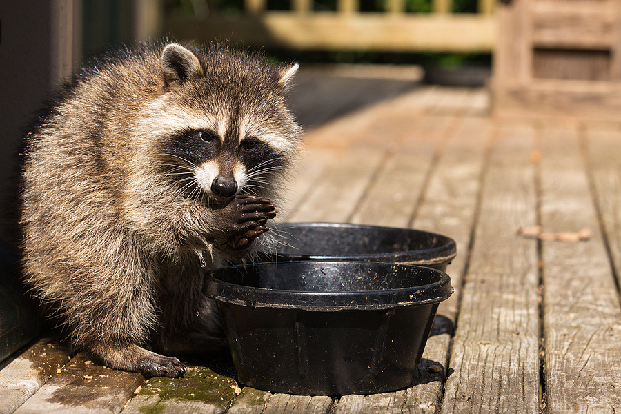 Call 317-535-4605 For Licensed Raccoon Removal in Indianapolis Indiana.