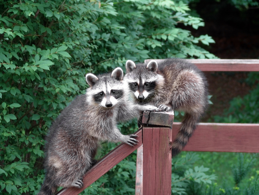Call 317-535-4605 For Licensed Raccoon Removal in Indianapolis