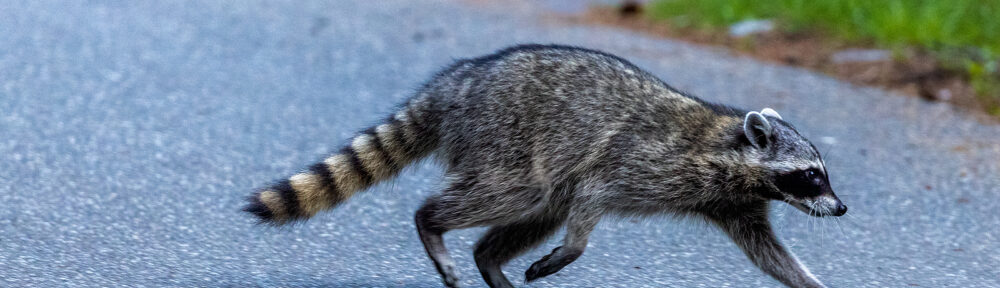 Call 317-535-4605 For Raccoon Removal in Indianapolis, Indiana.