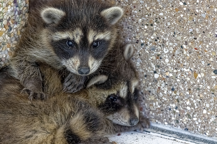 Call 317-535-4605 For Licensed Raccoon Trapping and Removal in Indianapolis