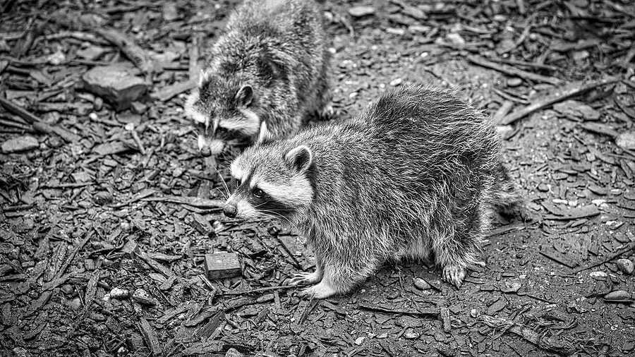 Call 317-535-4605 For Raccoon Removal Service in Indianapolis, Indiana.