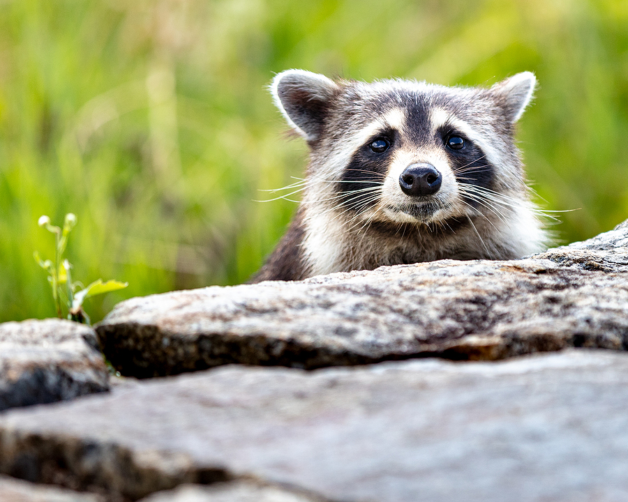 Call 317-535-4605 For Raccoon Repellent Services in Indianapolis Indiana
