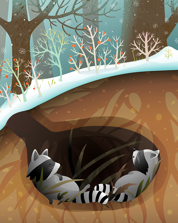 Call 317-535-4605 For Professional Raccoon Removal Service in Indianapolis