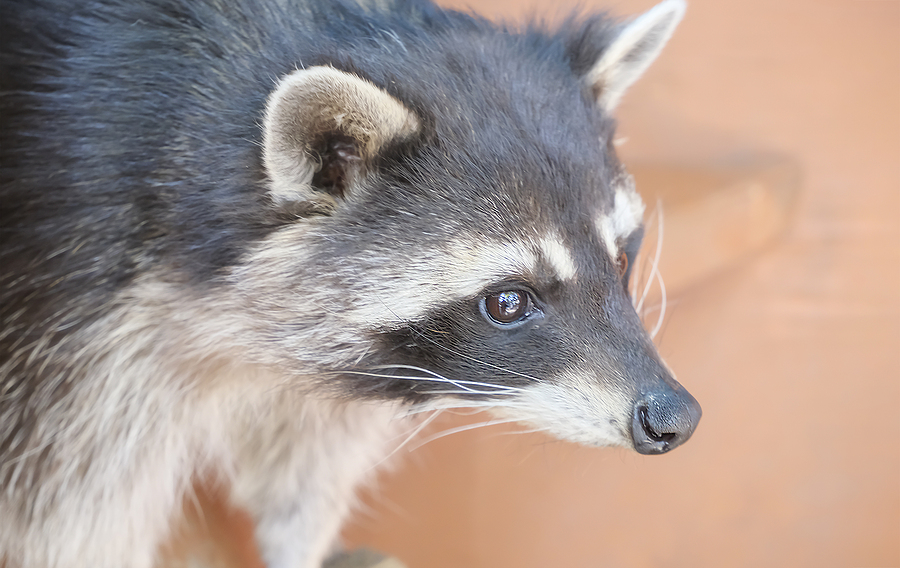 Raccoon in the Daytime in Indianapolis