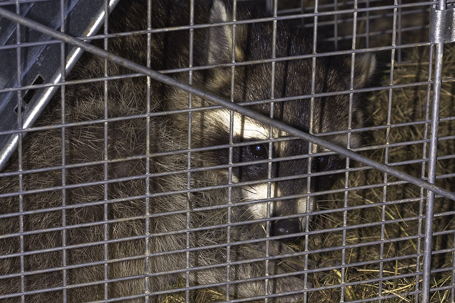 Raccoon in the House